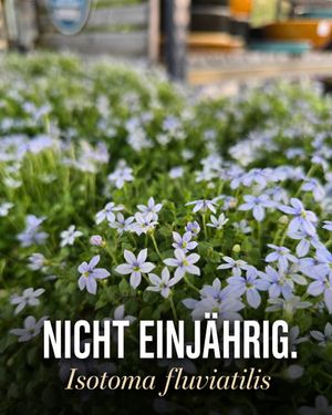 Image post by @oldenburgerwohngarten on Instagram