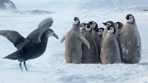 Video post by @bbcearth on YouTube