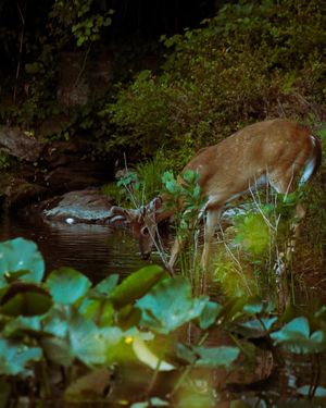 Image post by @sarahdingle.c0m on Instagram