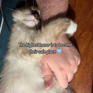 Image post by @brunrik.and.pyrene.ragdolls on Instagram