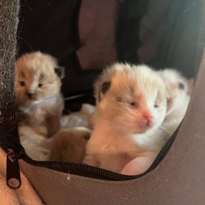 Image post by @brunrik.and.pyrene.ragdolls on Instagram