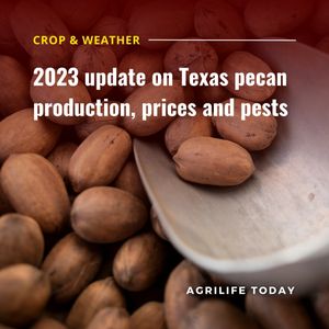 Image post by @txextension on Instagram