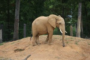 Image post by @bhamzoo on Instagram