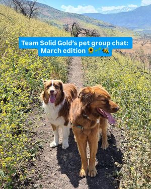 Image post by @solidgoldpets on Instagram