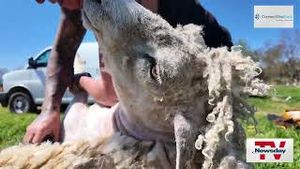 Video post by @newsday on YouTube