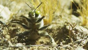 Video post by @bbcearth on YouTube