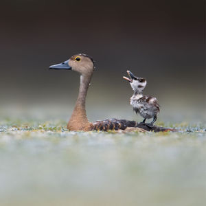 Image post by @bbcearth on Instagram