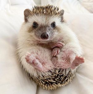 Image post by @petco on Instagram