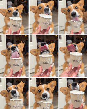 Image post by @ziggy_thecorg on Instagram