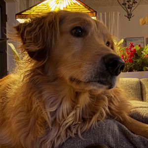 Image post by @thegoldenbreakfastclub on Instagram