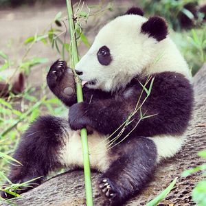 Image post by @sandiegozoo on Instagram