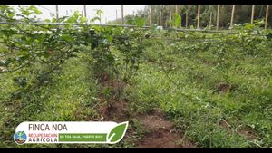 Video post by @recuperacionagricola on Facebook