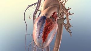 Video post by @nucleusmedicalmedia on YouTube