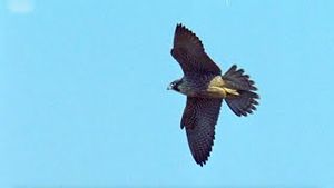 Video post by @bbcearth on YouTube
