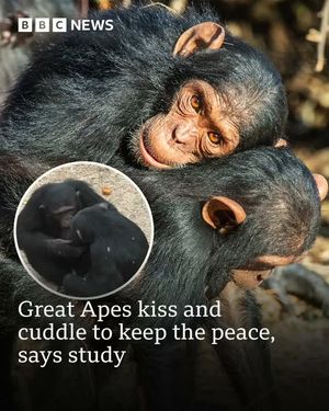 Image post by @bbcnews on Instagram