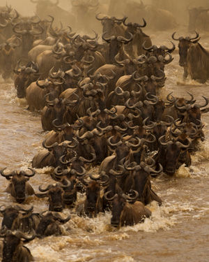Image post by @bbcearth on Instagram