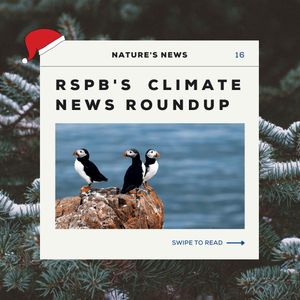 Image post by @rspb on Instagram