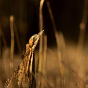 Image post by @rspb on Instagram