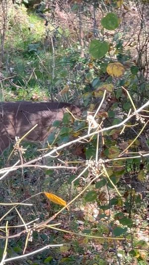 Video post by @thehuntingchallenge on Instagram