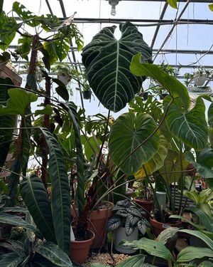 Image post by @reenasplants on Instagram