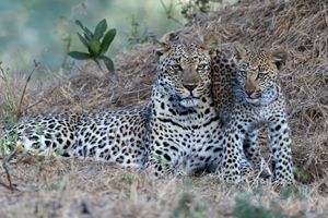Image post by @chiawasafaris on Instagram