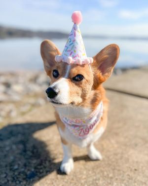 Image post by @ziggythecorg on Facebook