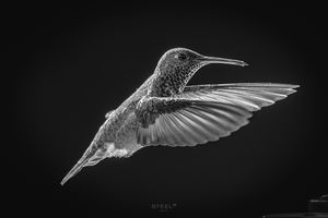 Image post by @steel58 on Instagram