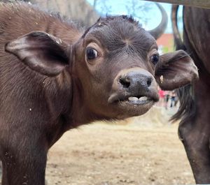 Image post by @denverzoo on Instagram