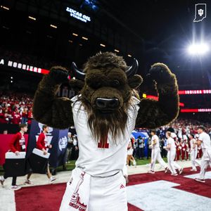 Image post by @hoosierthebison on Instagram