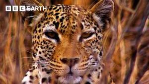 Video post by @bbcearth on YouTube