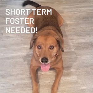 Image post by @northmeckanimalrescue on Instagram