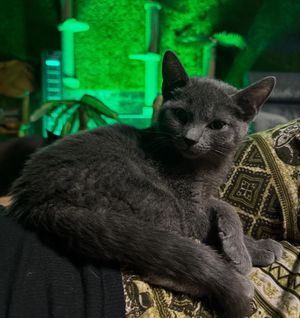 Image post by @thefriskywhiskeratl on Instagram