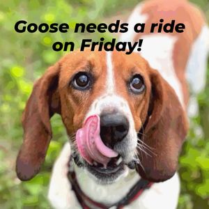 Image post by @northmeckanimalrescue on Instagram