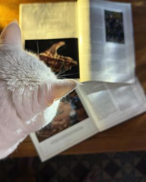 Image post by @paoloverzone on Instagram