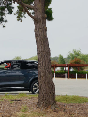 Video post by @cadillac on TikTok