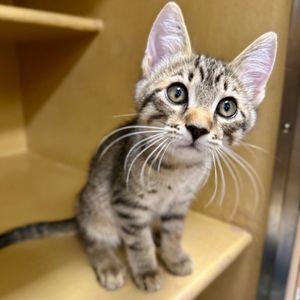 Image post by @spokhumanesoc on Instagram