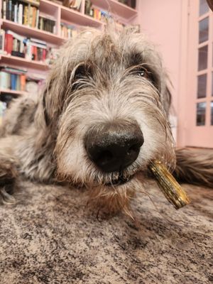 Image post by @thesavannahwolfhound on Instagram