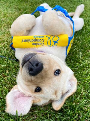 Image post by @canineorg on Instagram