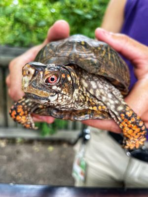 Image post by @denverzoo on Instagram