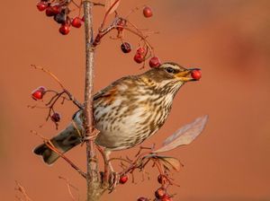 Image post by @rspb on Instagram