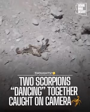 Image post by @downinnadesert on Instagram