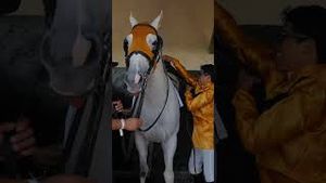 Video post by @worldhorseracing on YouTube