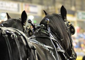 Image post by @nationalwestern on Instagram