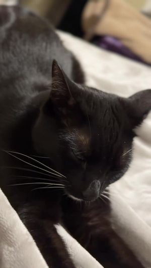 Video post by @evanscutchmorepress on TikTok