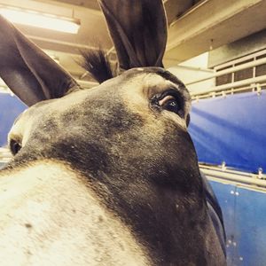 Image post by @nationalwestern on Instagram