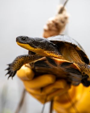 Image post by @thetorontozoo on Instagram