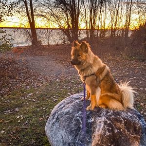 Image post by @tsukitheeurasier on Instagram