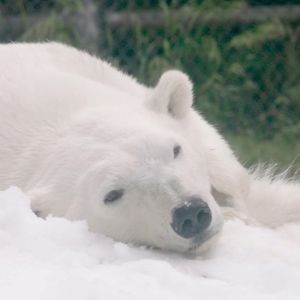 Image post by @sandiegozoo on Instagram