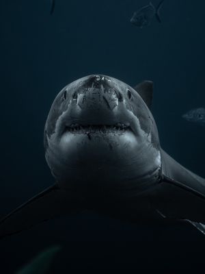 Image post by @discovery on Instagram