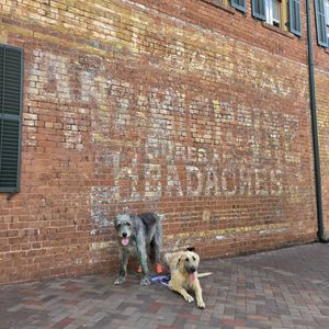 Image post by @thesavannahwolfhound on Instagram